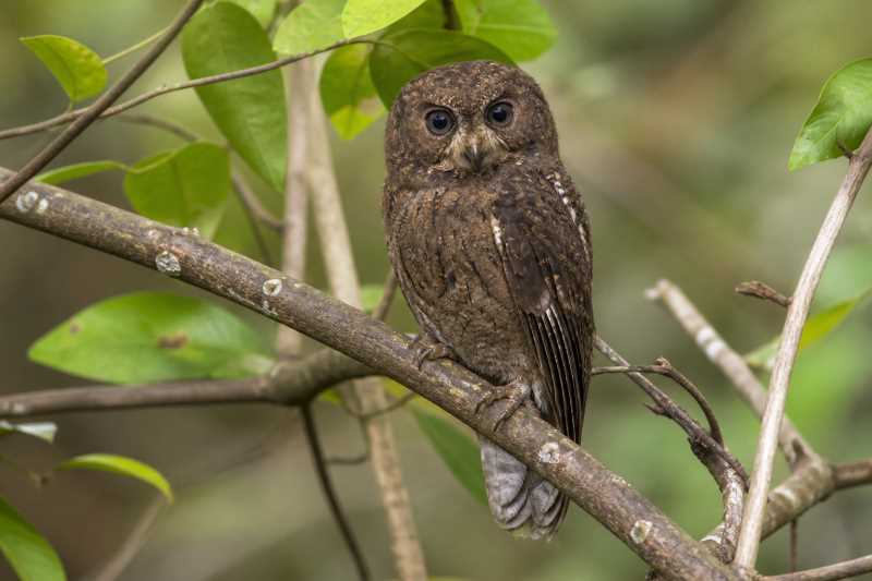 Image of a Moheli Scops Owl in its natural habitat