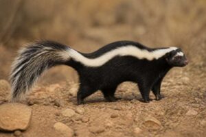 Image of a Molina's Hog-nosed Skunk in its natural habitat