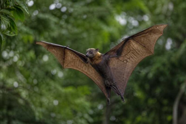 Image of a Moluccan Naked-backed Fruit Bat in its natural habitat