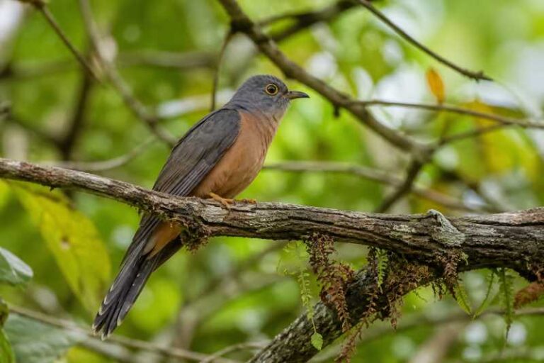 Image of a Moluccan Brush Cuckoo in its natural habitat