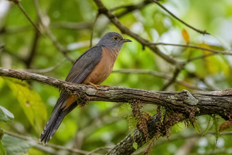 Image of a Moluccan Brush Cuckoo in its natural habitat