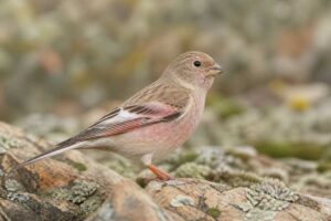 Image of a Mongolian Finch in its natural habitat
