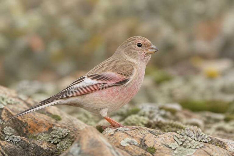 Image of a Mongolian Finch in its natural habitat