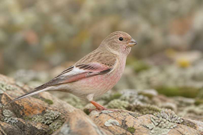 Image of a Mongolian Finch in its natural habitat