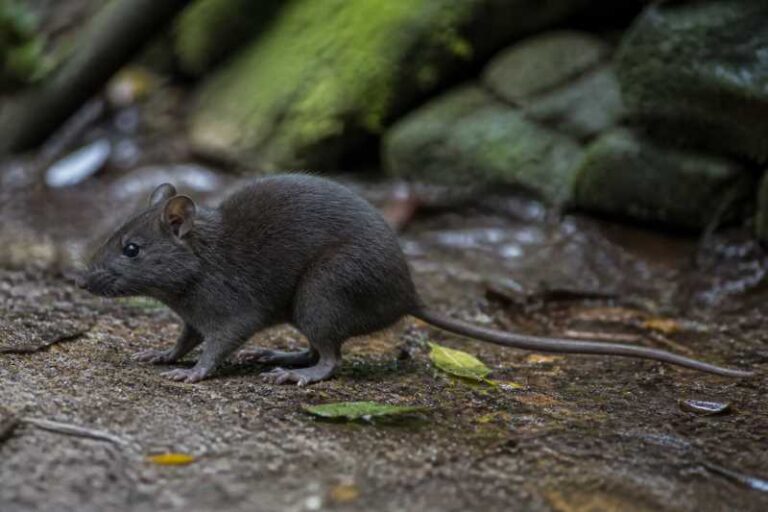 Image of a Montane Atlantic Forest Rat in its natural habitat