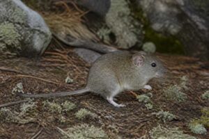 Image of a Montane Cotton Rat in its natural habitat