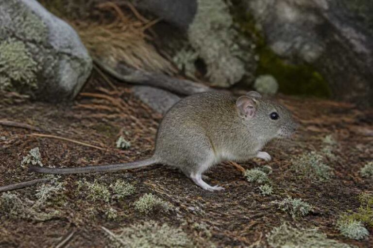 Image of a Montane Cotton Rat in its natural habitat