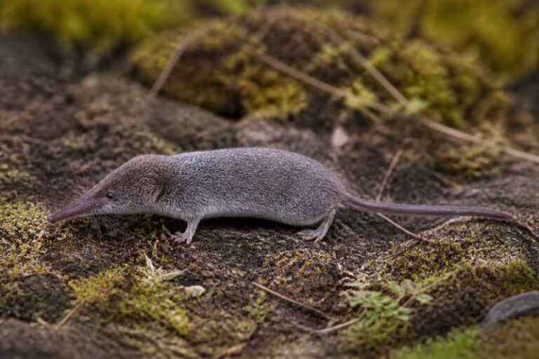 Image of a Montane Mouse Shrew in its natural habitat