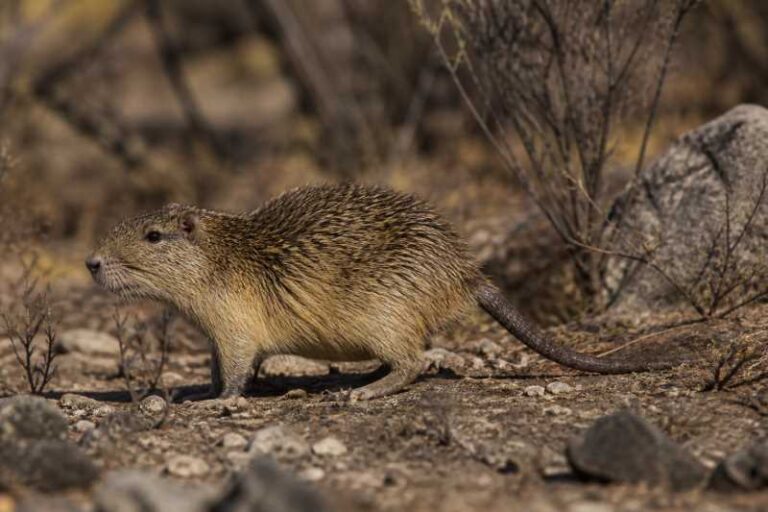 Image of a Moojen's Spiny-rat in its natural habitat