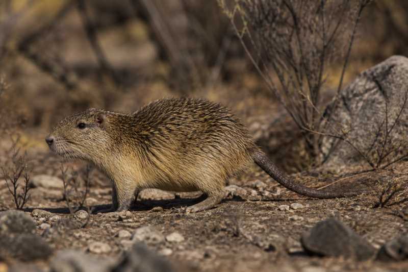 Image of a Moojen's Spiny-rat in its natural habitat