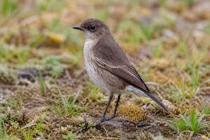 Image of a Moorland Chat in its natural habitat