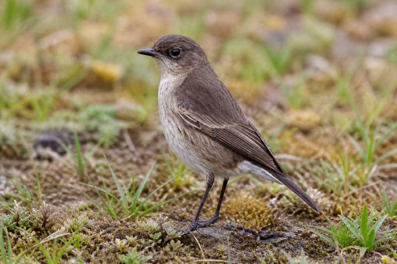Image of a Moorland Chat in its natural habitat