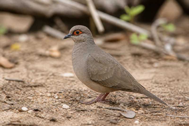 Image of a Moreno's Ground Dove in its natural habitat