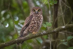 Image of a Morepork in its natural habitat
