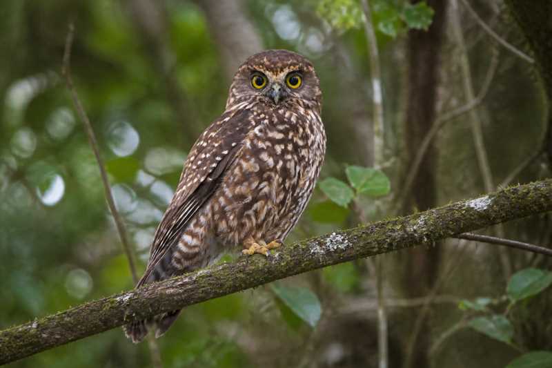 Image of a Morepork in its natural habitat