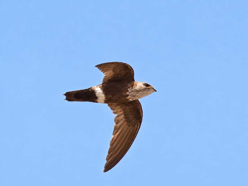 Image of a Mottled Spinetail in its natural habitat