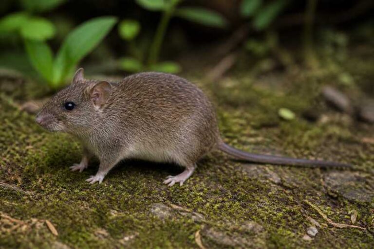 Image of a Mount Chercher Brush-furred Rat in its natural habitat