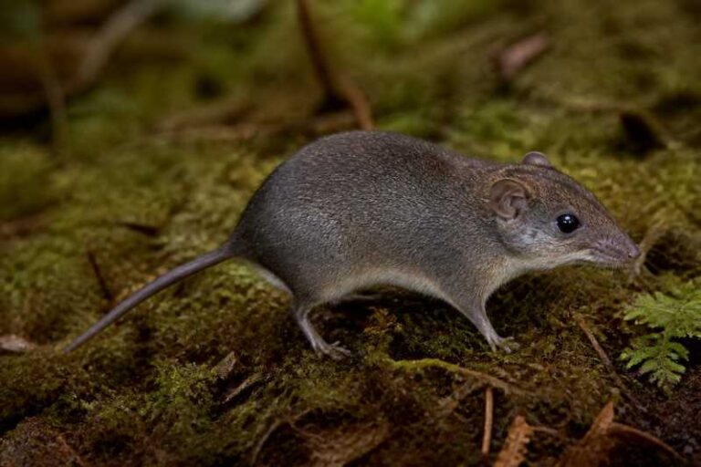 Image of a Mount Data Shrew Rat in its natural habitat