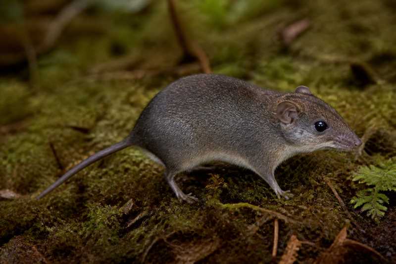 Image of a Mount Data Shrew Rat in its natural habitat