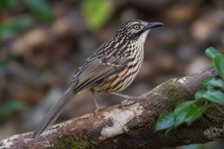 Image of a Mount Victoria Babax in its natural habitat
