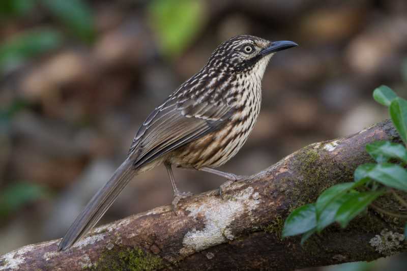 Image of a Mount Victoria Babax in its natural habitat
