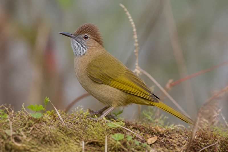 Image of a Mountain Bulbul in its natural habitat