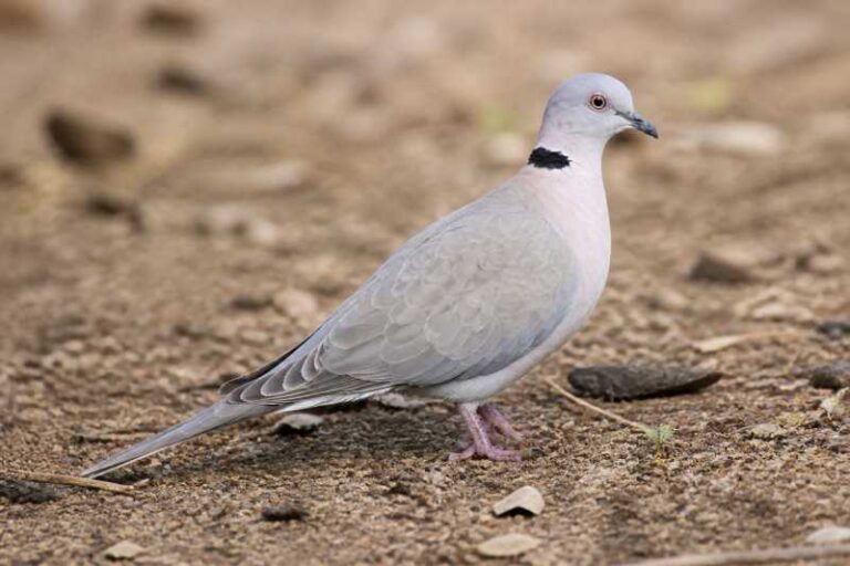 Image of a Mourning Collared Dove in its natural habitat