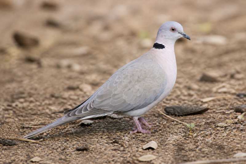 Image of a Mourning Collared Dove in its natural habitat