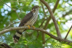 Image of a Moustached Hawk-Cuckoo in its natural habitat