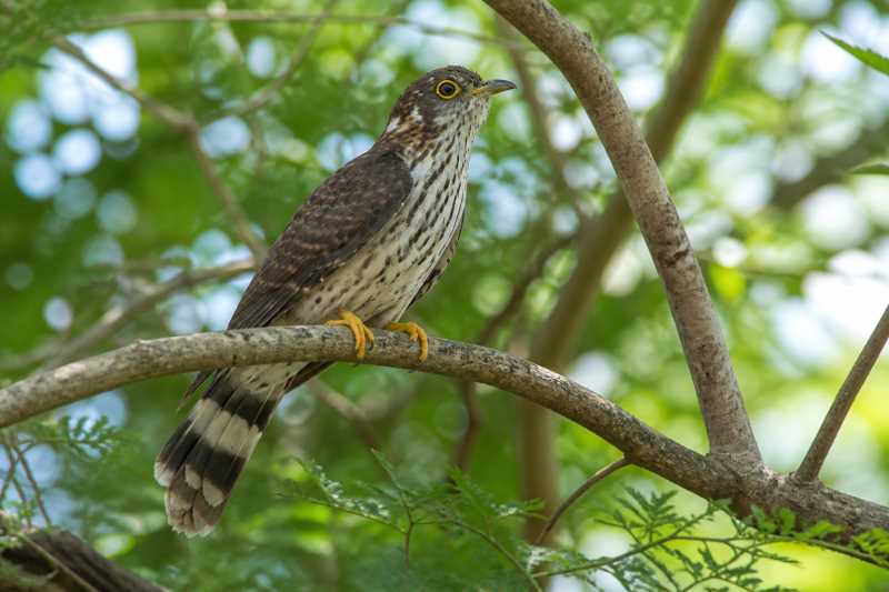 Image of a Moustached Hawk-Cuckoo in its natural habitat