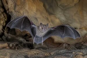 Image of a Mozambican Horseshoe Bat in its natural habitat