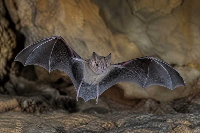 Image of a Mozambican Horseshoe Bat in its natural habitat