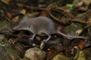 Image of a Nagaland Shrew in its natural habitat
