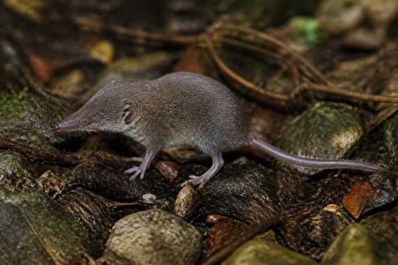 Image of a Nagaland Shrew in its natural habitat