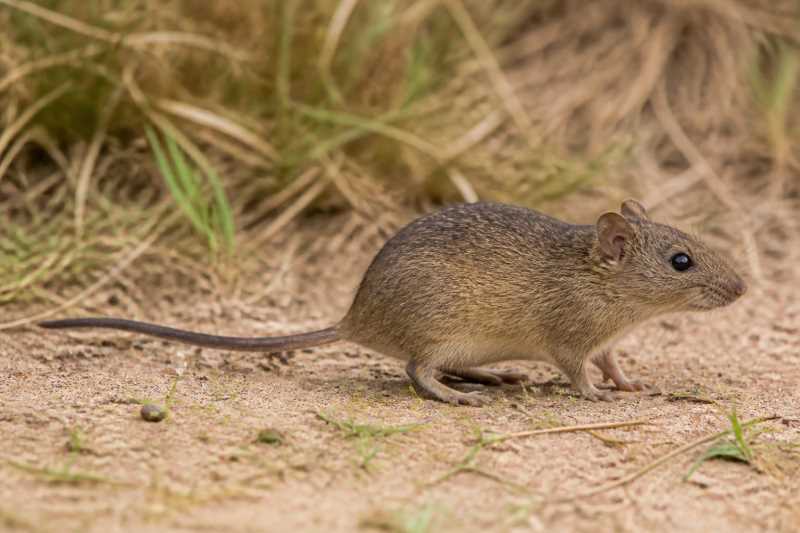 Image of a Nairobi Grass Rat in its natural habitat