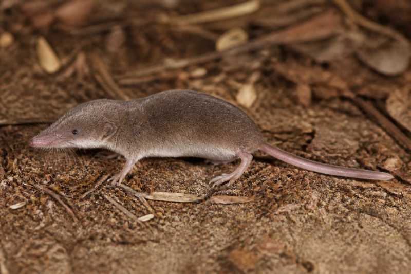 Image of a Naked-tailed White-toothed Shrew in its natural habitat