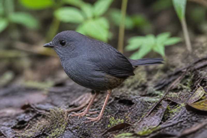 Image of a Narino Tapaculo in its natural habitat