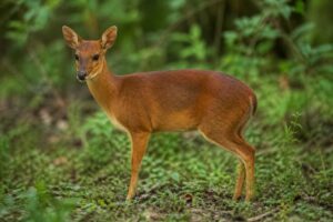 Image of a Natal Red Duiker in its natural habitat