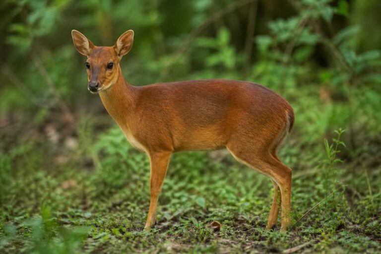 Image of a Natal Red Duiker in its natural habitat