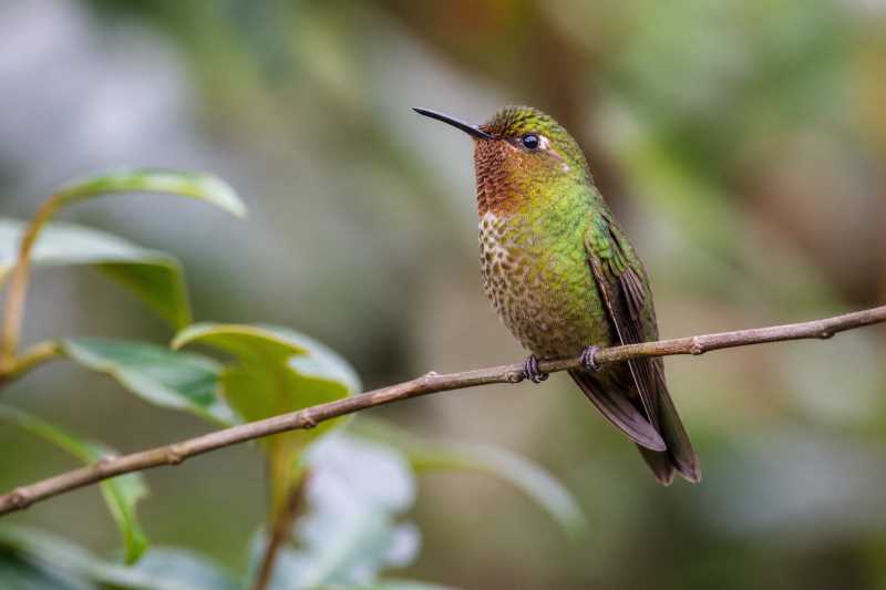 Image of a Neblina Metaltail in its natural habitat