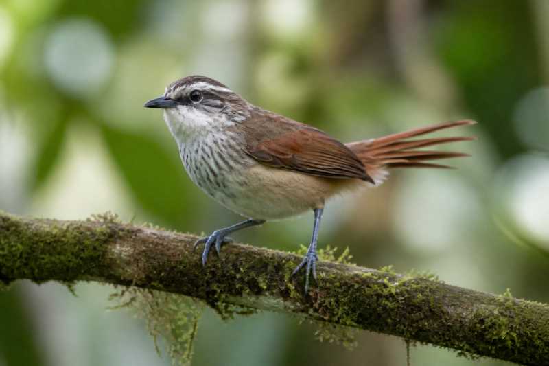Image of a Necklaced Spinetail in its natural habitat