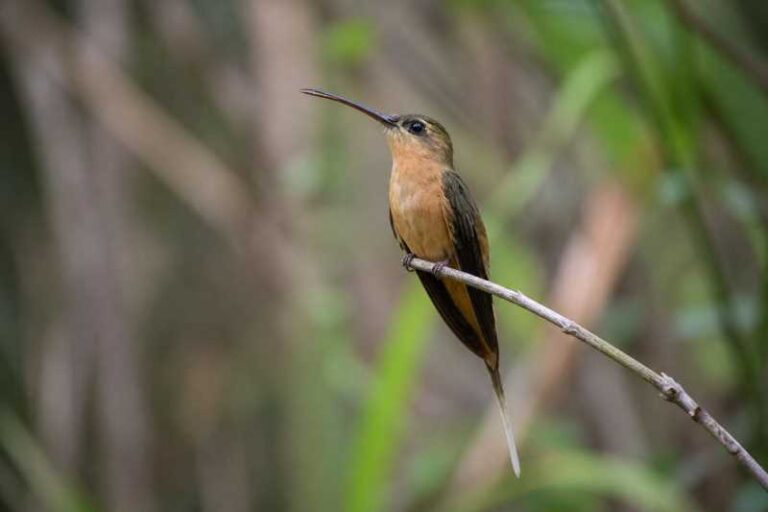 Image of a Needle-billed Hermit in its natural habitat