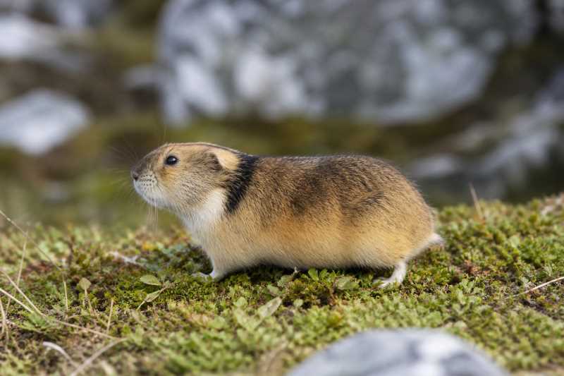 Image of a Nelson's Collared Lemming in its natural habitat