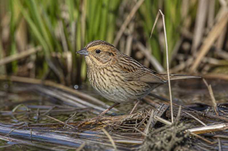 Image of a Nelson's Sparrow in its natural habitat