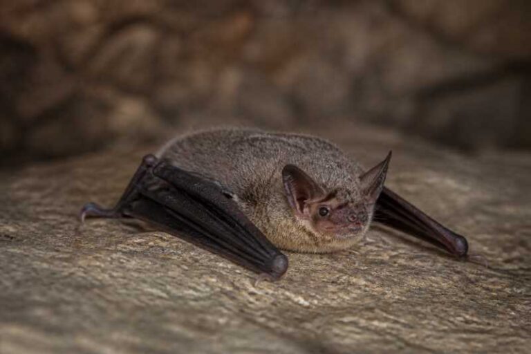 Image of a Nepalese Whiskered Myotis in its natural habitat