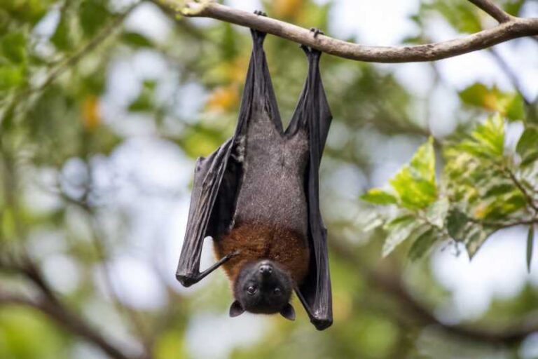 Image of a New Guinea Naked-backed Fruit Bat in its natural habitat