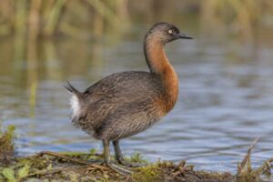 Image of a New Zealand Grebe in its natural habitat