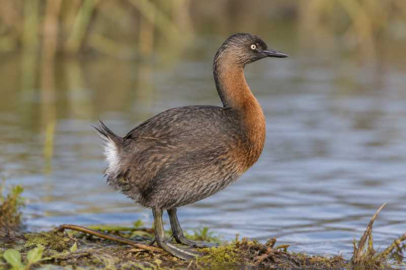 Image of a New Zealand Grebe in its natural habitat