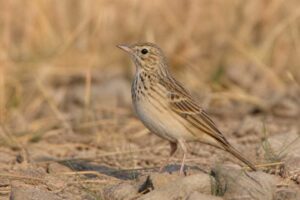 Image of a Nicholson's Pipit in its natural habitat
