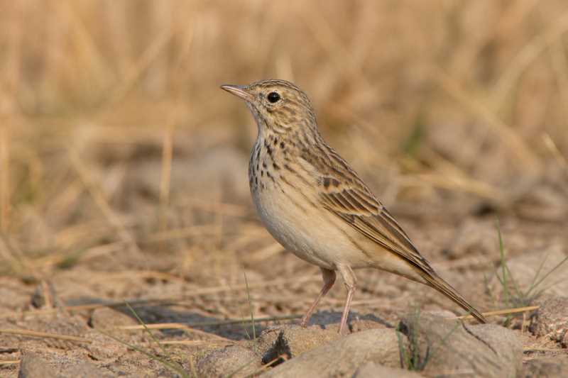 Image of a Nicholson's Pipit in its natural habitat
